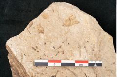 Foto (Detailansicht) von Equisetum haeringianum Ettingshausen (NHMW-GEO-2024-0188-8204)